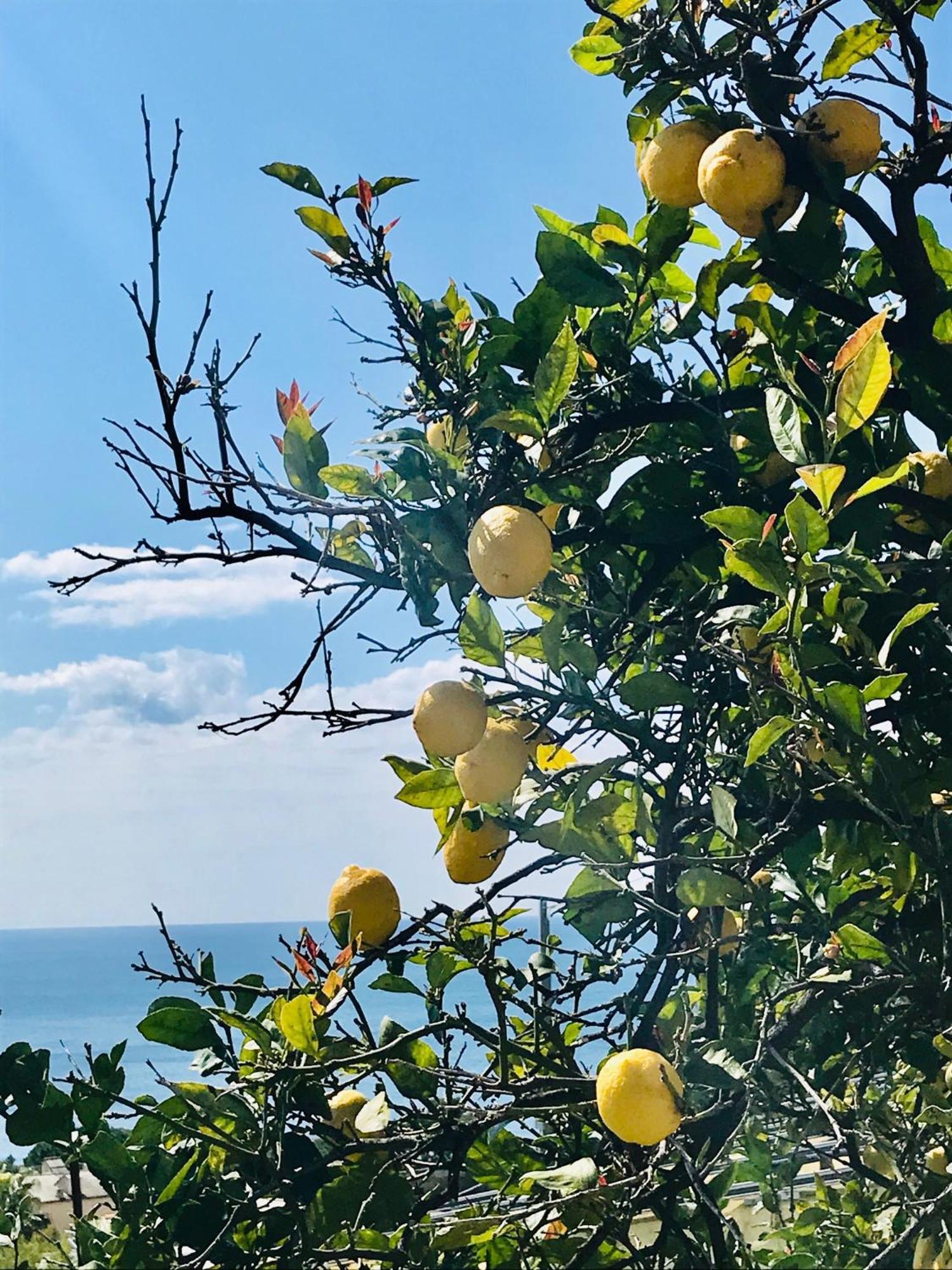 Cav Gli Ulivi Di Bogliasco Βίλα Εξωτερικό φωτογραφία